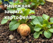 Беретта: мощное оружие против колорадского жука