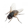 Средства защиты от мух и ос
