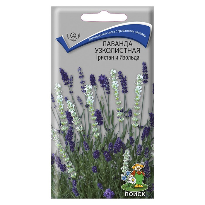 Лаванда узколистная Тристан и Изольда 10шт. (Поиск)