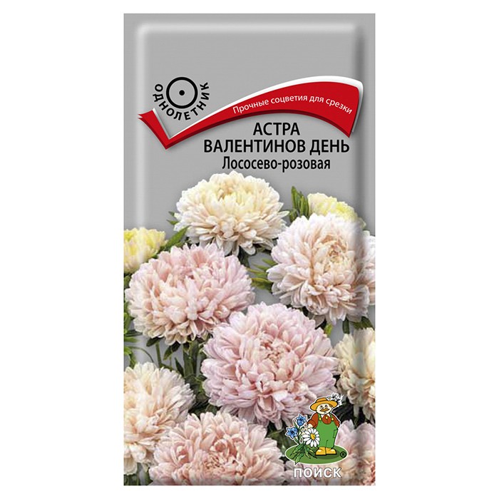 Астра Валентинов день Лососево-розовая (Поиск)