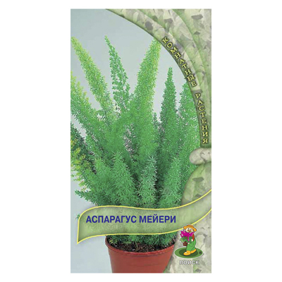 Аспарагус Мейери 3шт. (Поиск)