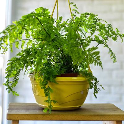 Кашпо пласт подвесное 6,0 л d=285 мм h=143 мм (без подвеса) 'Венеция' фрапе (5Пл)