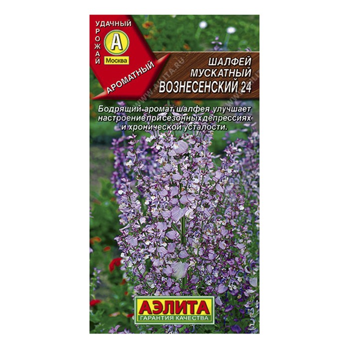 Шалфей мускатный Вознесенский 24, 0,2г (Аэлита)