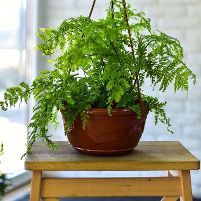 Кашпо пласт подвесное 6,0 л d=285 мм h=143 мм (без подвеса) 'Венеция' терракот (5Пл)