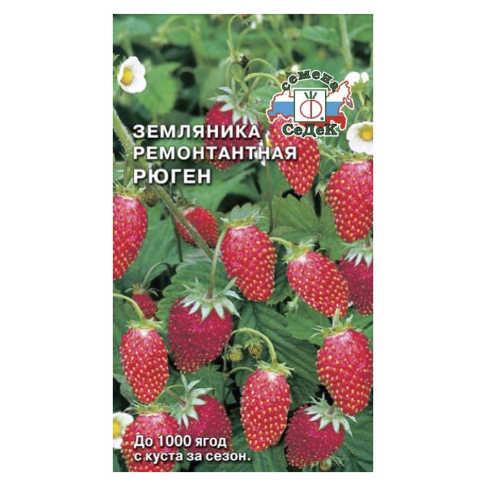 Земляника мелкоплодная ремонтантная Рюген (СеДек)
