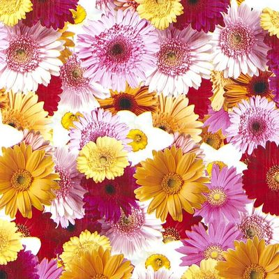 Клеенка н/ткани 1,25х25 м герберы/без фона `Этюд` 170/7 (Колорит)