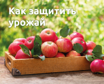 Чистый сад