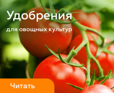 Подкормка в июне