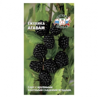 Ежевика Агавам (СеДек)