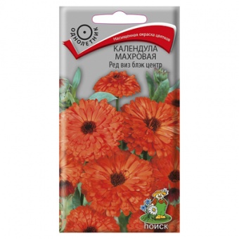 Календула махровая Ред виз блэк центр (Поиск)