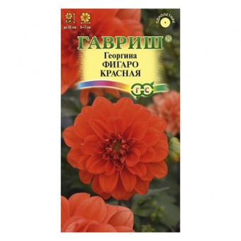 Георгина Фигаро красная 7 шт. (негран.) (Гавриш)