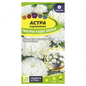 Астра Тысяча чудес белая карликовая (Семена Алтая)